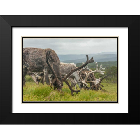 Europe, Scotland, Cairngorm NP Reindeers grazing Black Modern Wood Framed Art Print with Double Matting by Illg, Cathy and Gordon