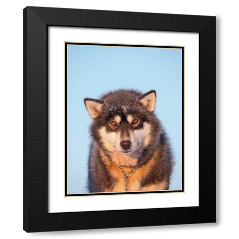 Sled dog during winter in Uummannaq in Greenland Dog teams are still draft animals Black Modern Wood Framed Art Print with Double Matting by Zwick, Martin