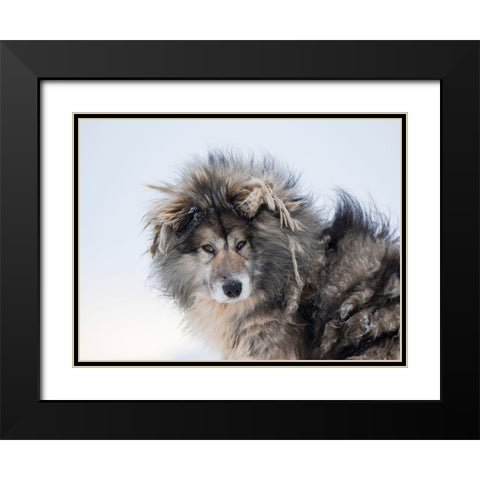 Sled dog during winter in Uummannaq in Greenland Dog teams are still draft animals Black Modern Wood Framed Art Print with Double Matting by Zwick, Martin