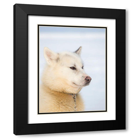 Sled dog during winter in Uummannaq in Greenland Dog teams are still draft animals Black Modern Wood Framed Art Print with Double Matting by Zwick, Martin