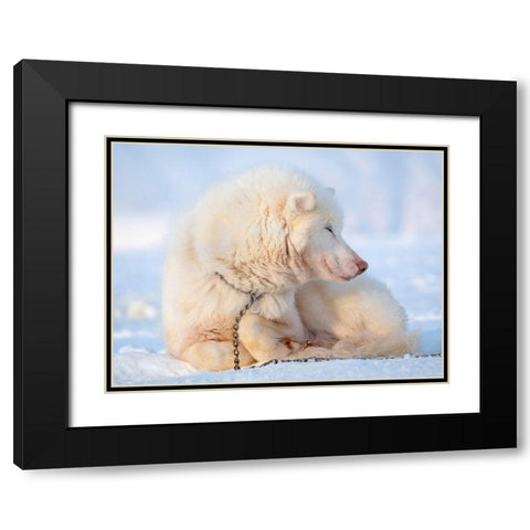 Sled dog during winter in Uummannaq in Greenland Dog teams are still draft animals Black Modern Wood Framed Art Print with Double Matting by Zwick, Martin