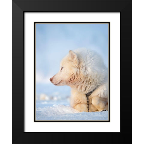 Sled dog during winter in Uummannaq in Greenland Dog teams are still draft animals Black Modern Wood Framed Art Print with Double Matting by Zwick, Martin