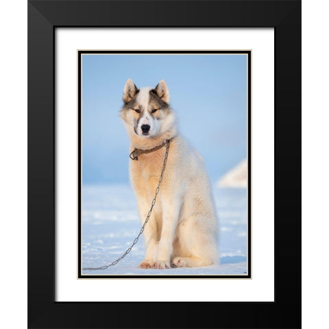 Sled dog during winter in Uummannaq in Greenland Dog teams are still draft animals Black Modern Wood Framed Art Print with Double Matting by Zwick, Martin