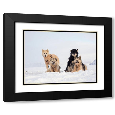 Sled dog during winter in Uummannaq in Greenland  Black Modern Wood Framed Art Print with Double Matting by Zwick, Martin