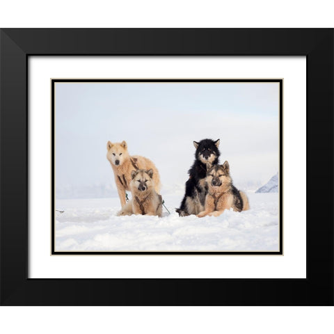 Sled dog during winter in Uummannaq in Greenland  Black Modern Wood Framed Art Print with Double Matting by Zwick, Martin