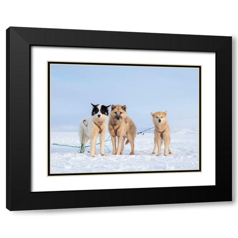 Sled dog during winter in Uummannaq in Greenland Black Modern Wood Framed Art Print with Double Matting by Zwick, Martin