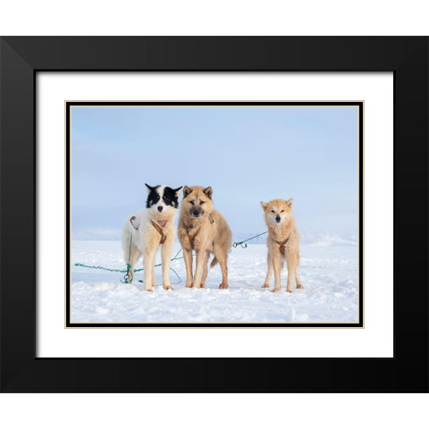 Sled dog during winter in Uummannaq in Greenland Black Modern Wood Framed Art Print with Double Matting by Zwick, Martin