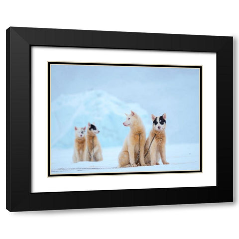 Sled dog during winter in Uummannaq in Greenland  Black Modern Wood Framed Art Print with Double Matting by Zwick, Martin