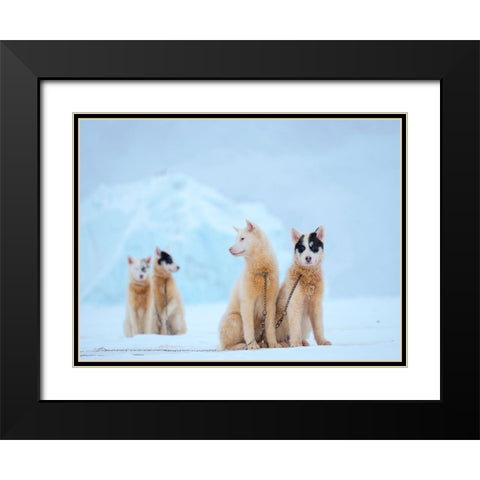 Sled dog during winter in Uummannaq in Greenland  Black Modern Wood Framed Art Print with Double Matting by Zwick, Martin