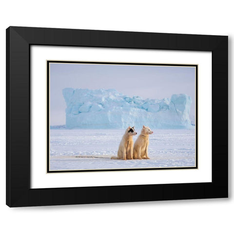 Sled dog during winter in Uummannaq in Greenland  Black Modern Wood Framed Art Print with Double Matting by Zwick, Martin