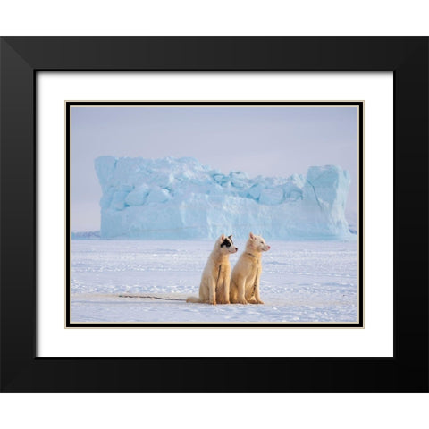 Sled dog during winter in Uummannaq in Greenland  Black Modern Wood Framed Art Print with Double Matting by Zwick, Martin