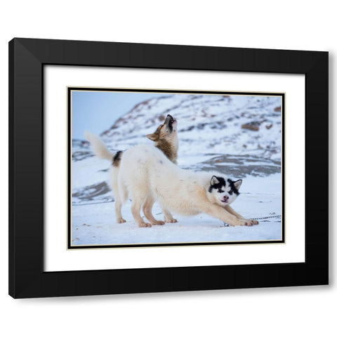 Sled dog during winter in Uummannaq in Greenland  Black Modern Wood Framed Art Print with Double Matting by Zwick, Martin