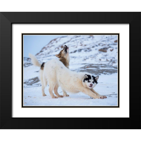Sled dog during winter in Uummannaq in Greenland  Black Modern Wood Framed Art Print with Double Matting by Zwick, Martin