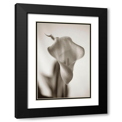 Sepia tone Calla Lily Black Modern Wood Framed Art Print with Double Matting by Miller, Anna
