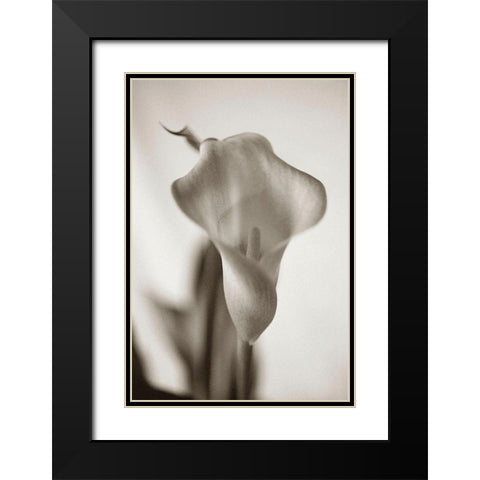 Sepia tone Calla Lily Black Modern Wood Framed Art Print with Double Matting by Miller, Anna