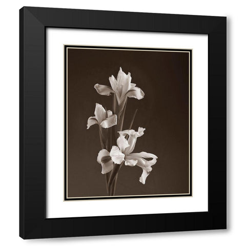 Sepia tone Iris Black Modern Wood Framed Art Print with Double Matting by Miller, Anna