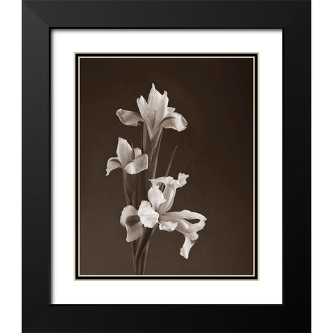Sepia tone Iris Black Modern Wood Framed Art Print with Double Matting by Miller, Anna