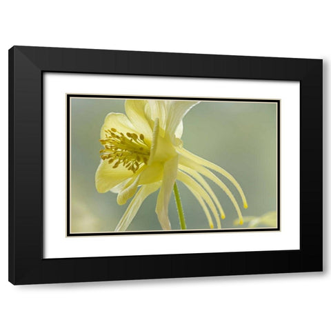 Close-up of yellow columbine flower Black Modern Wood Framed Art Print with Double Matting by Paulson, Don