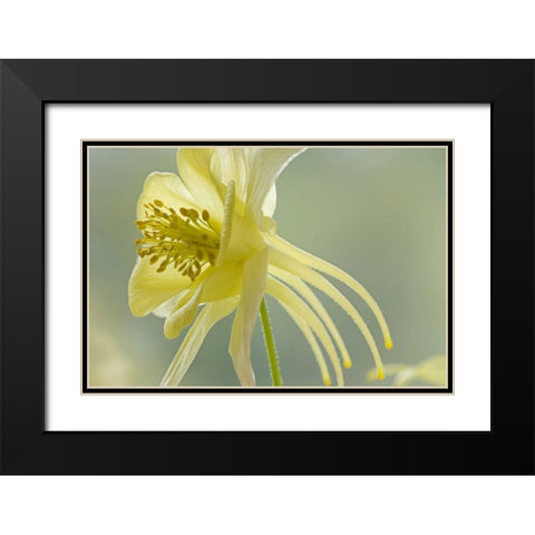 Close-up of yellow columbine flower Black Modern Wood Framed Art Print with Double Matting by Paulson, Don