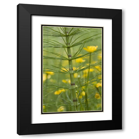 Horsetail plant and buttercup flowers Black Modern Wood Framed Art Print with Double Matting by Paulson, Don