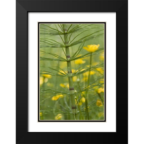 Horsetail plant and buttercup flowers Black Modern Wood Framed Art Print with Double Matting by Paulson, Don