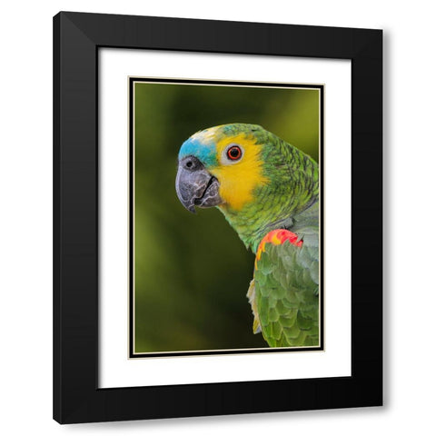 Blue fronted Amazon parrot-native to South America Black Modern Wood Framed Art Print with Double Matting by Jones, Adam