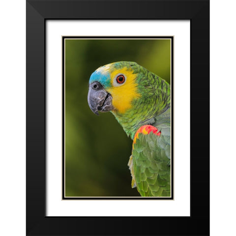 Blue fronted Amazon parrot-native to South America Black Modern Wood Framed Art Print with Double Matting by Jones, Adam