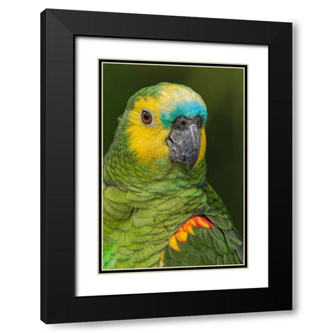 Blue fronted Amazon parrot-native to South America Black Modern Wood Framed Art Print with Double Matting by Jones, Adam