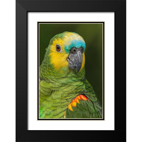 Blue fronted Amazon parrot-native to South America Black Modern Wood Framed Art Print with Double Matting by Jones, Adam