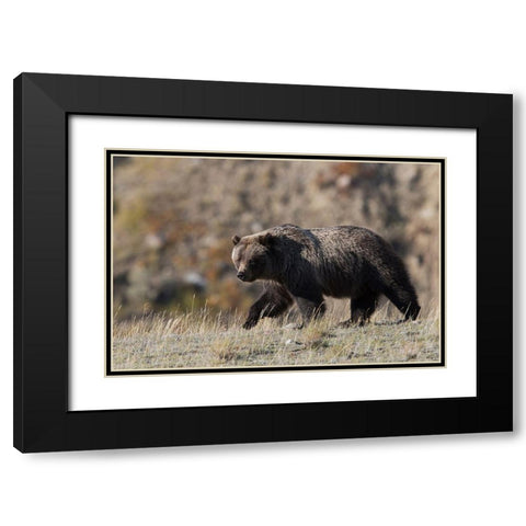 Grizzly Bear Black Modern Wood Framed Art Print with Double Matting by Archer, Ken