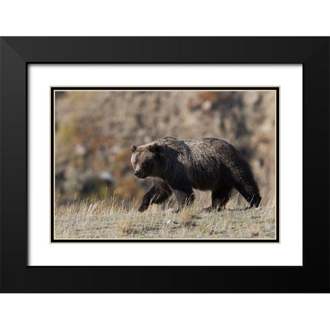 Grizzly Bear Black Modern Wood Framed Art Print with Double Matting by Archer, Ken