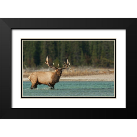 Bull elk bugling Black Modern Wood Framed Art Print with Double Matting by Archer, Ken