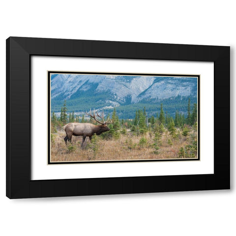Bull elk in the Rockies Black Modern Wood Framed Art Print with Double Matting by Archer, Ken