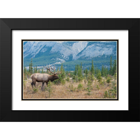 Bull elk in the Rockies Black Modern Wood Framed Art Print with Double Matting by Archer, Ken