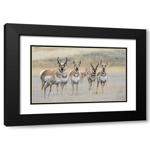 Pronghorns Black Modern Wood Framed Art Print with Double Matting by Archer, Ken
