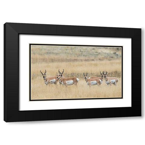 Pronghorns Black Modern Wood Framed Art Print with Double Matting by Archer, Ken