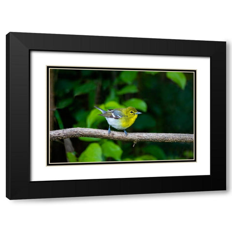 Yellow-throated Vireo-Vireo flavifrons-perched Black Modern Wood Framed Art Print with Double Matting by Ditto, Larry
