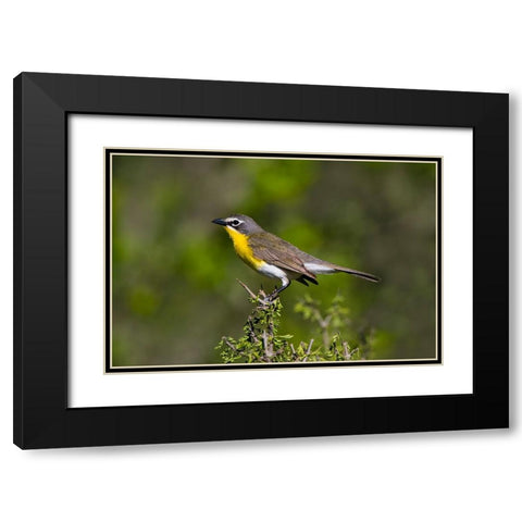 Yellow-breasted chat adult perched in dense brush Black Modern Wood Framed Art Print with Double Matting by Ditto, Larry