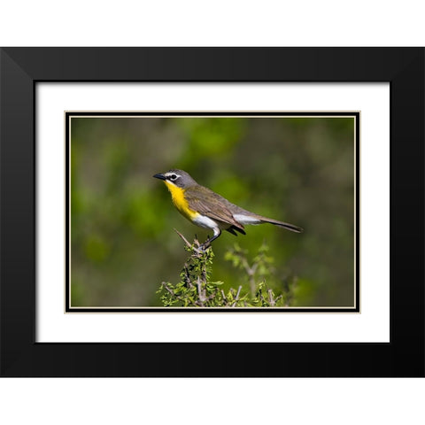 Yellow-breasted chat adult perched in dense brush Black Modern Wood Framed Art Print with Double Matting by Ditto, Larry
