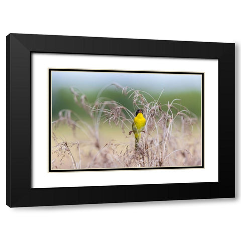 Common Yellowthroat-Geothlypis trichas-male singing in prairie Marion County-Illinois Black Modern Wood Framed Art Print with Double Matting by Day, Richard and Susan