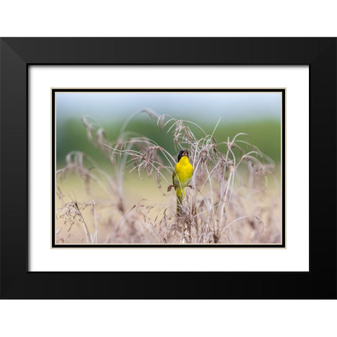 Common Yellowthroat-Geothlypis trichas-male singing in prairie Marion County-Illinois Black Modern Wood Framed Art Print with Double Matting by Day, Richard and Susan