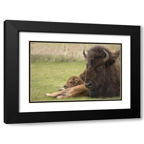 WY, Yellowstone Bison resting on grass with calf Black Modern Wood Framed Art Print with Double Matting by Grall, Don