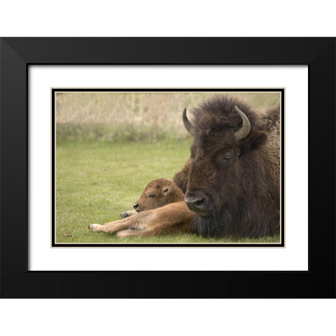 WY, Yellowstone Bison resting on grass with calf Black Modern Wood Framed Art Print with Double Matting by Grall, Don