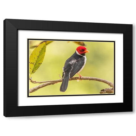 Brazil-Pantanal Yellow-billed cardinal on limb Black Modern Wood Framed Art Print with Double Matting by Jaynes Gallery