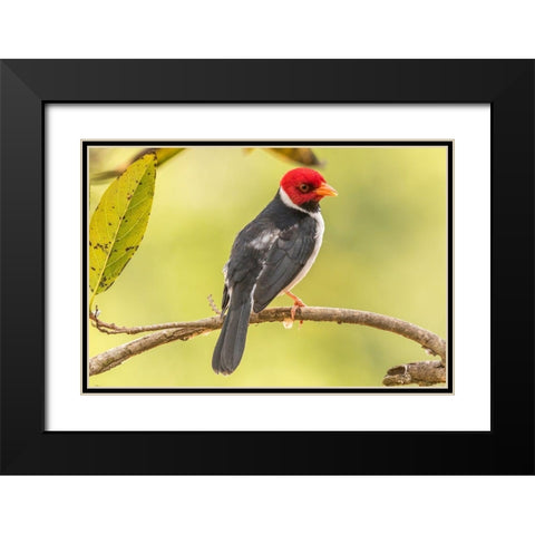 Brazil-Pantanal Yellow-billed cardinal on limb Black Modern Wood Framed Art Print with Double Matting by Jaynes Gallery