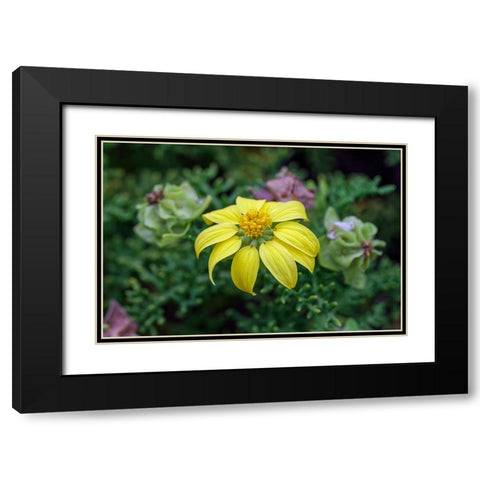 Yellow daisy bush-endemic to Floreana Island-Galapagos Islands-Ecuador Black Modern Wood Framed Art Print with Double Matting by Jones, Adam