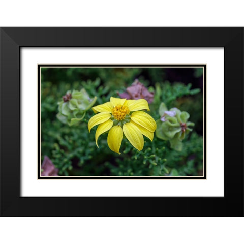 Yellow daisy bush-endemic to Floreana Island-Galapagos Islands-Ecuador Black Modern Wood Framed Art Print with Double Matting by Jones, Adam