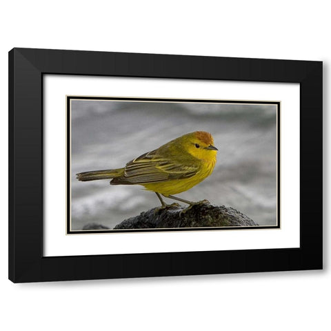 Ecuador, Galapagos Islands Yellow warbler Black Modern Wood Framed Art Print with Double Matting by Williams, Joanne