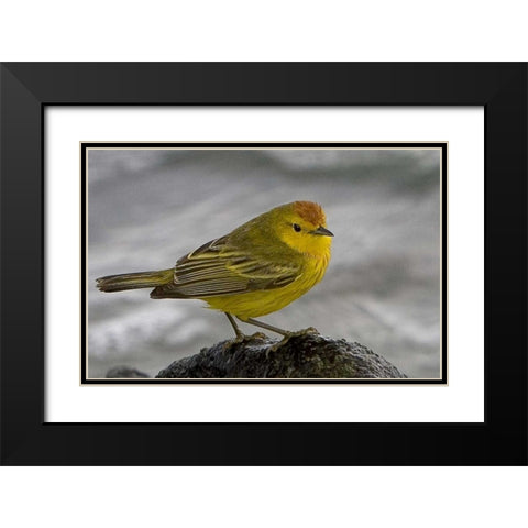 Ecuador, Galapagos Islands Yellow warbler Black Modern Wood Framed Art Print with Double Matting by Williams, Joanne
