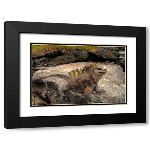 Ugly marine iguana on Fernandina Island was the model for the Godzilla movies. Black Modern Wood Framed Art Print with Double Matting by Sederquist, Betty